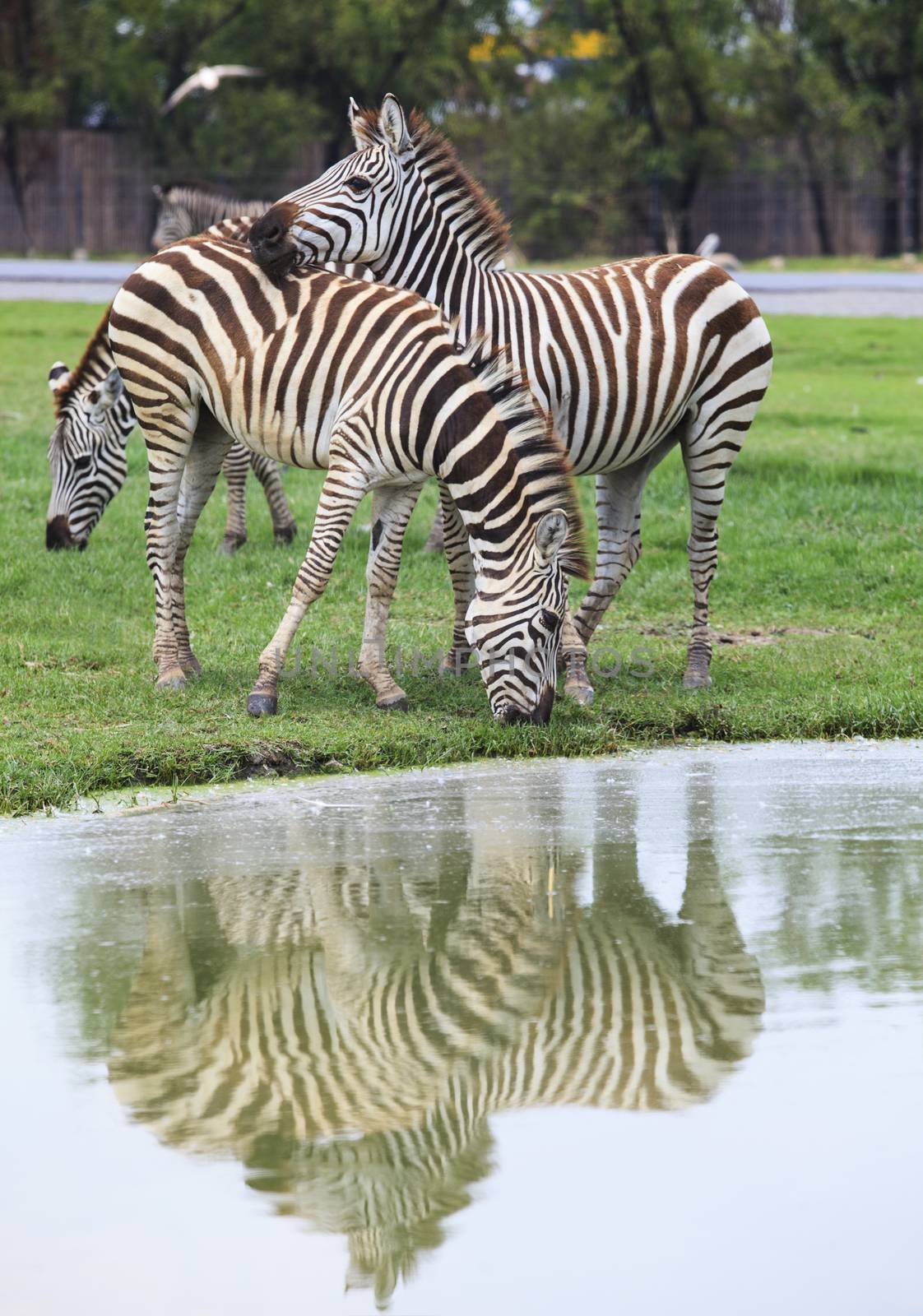 three zebra on green field eating grass leaves use for african animals wildlife theme 