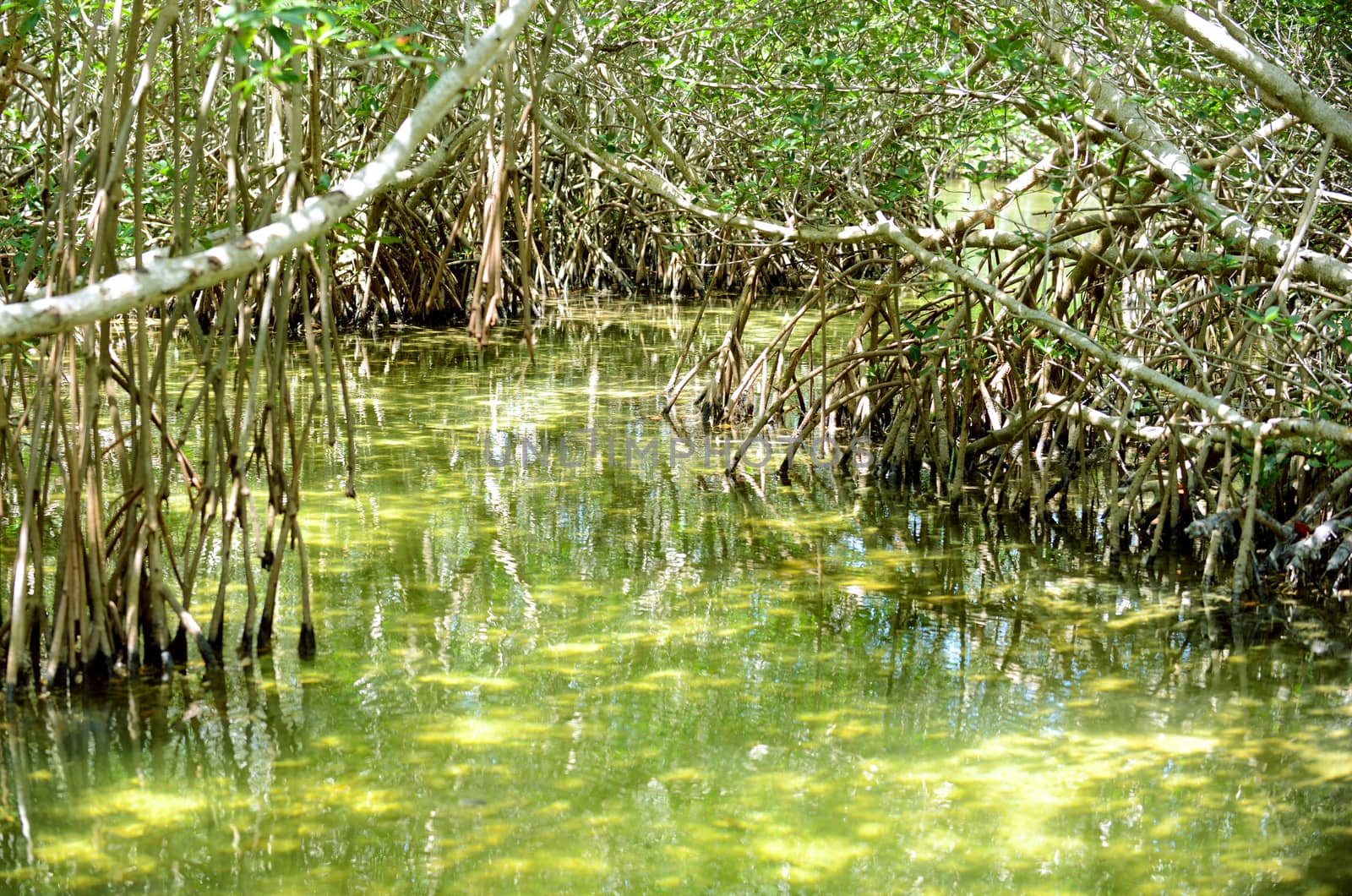 mangrove trees and roots by ftlaudgirl