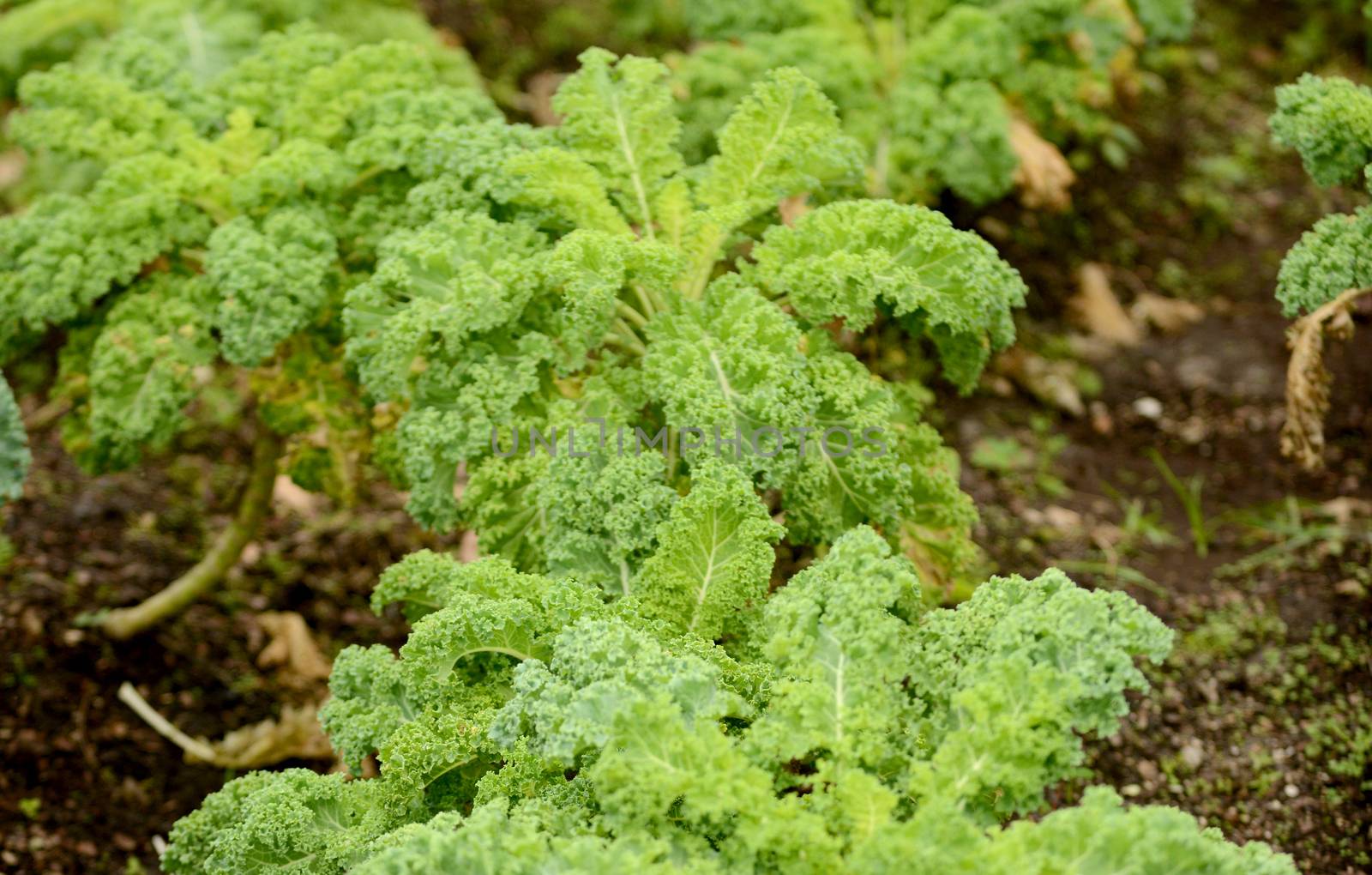 organic kale growing in a garden