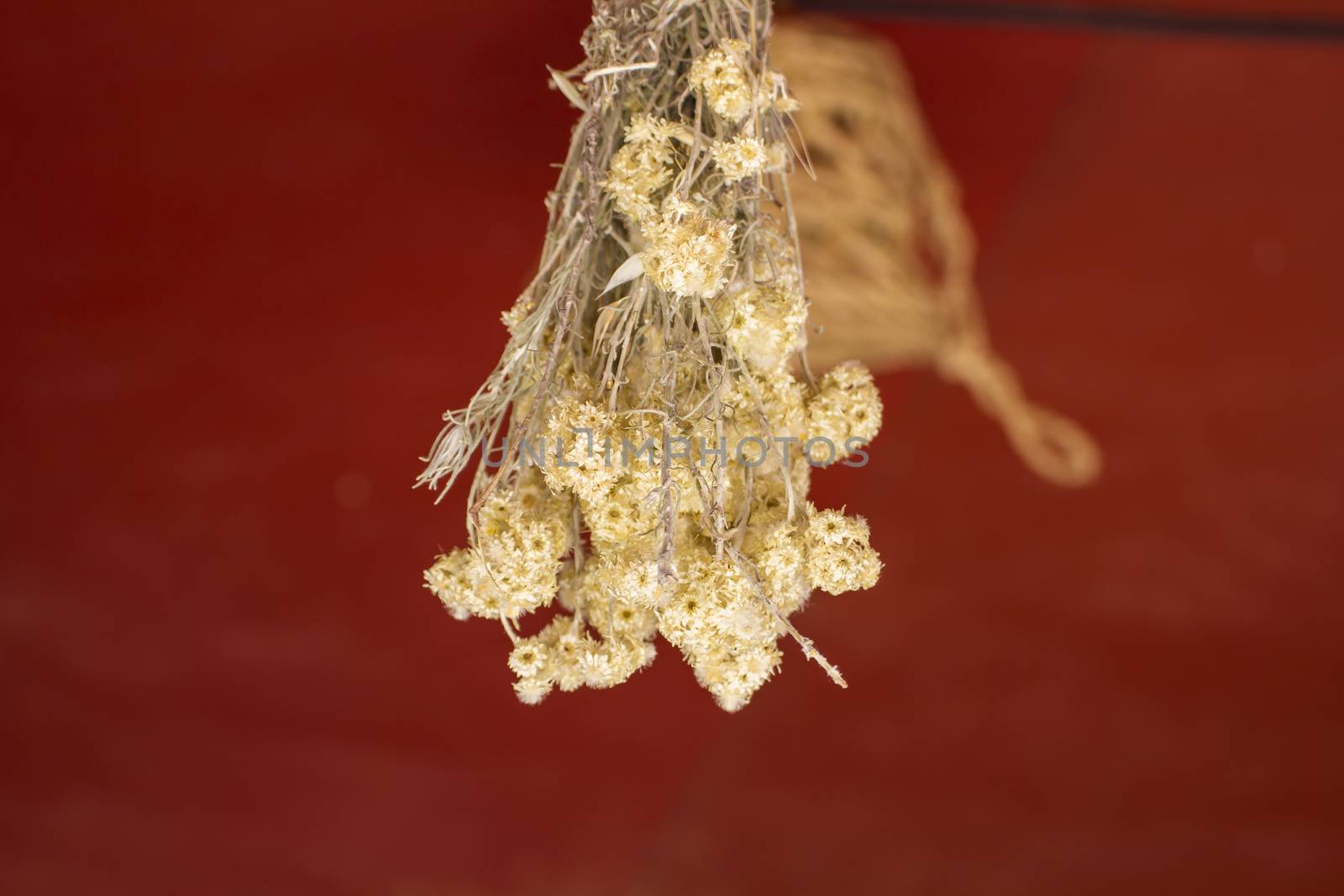 sample herbs drying in the sun by FernandoCortes