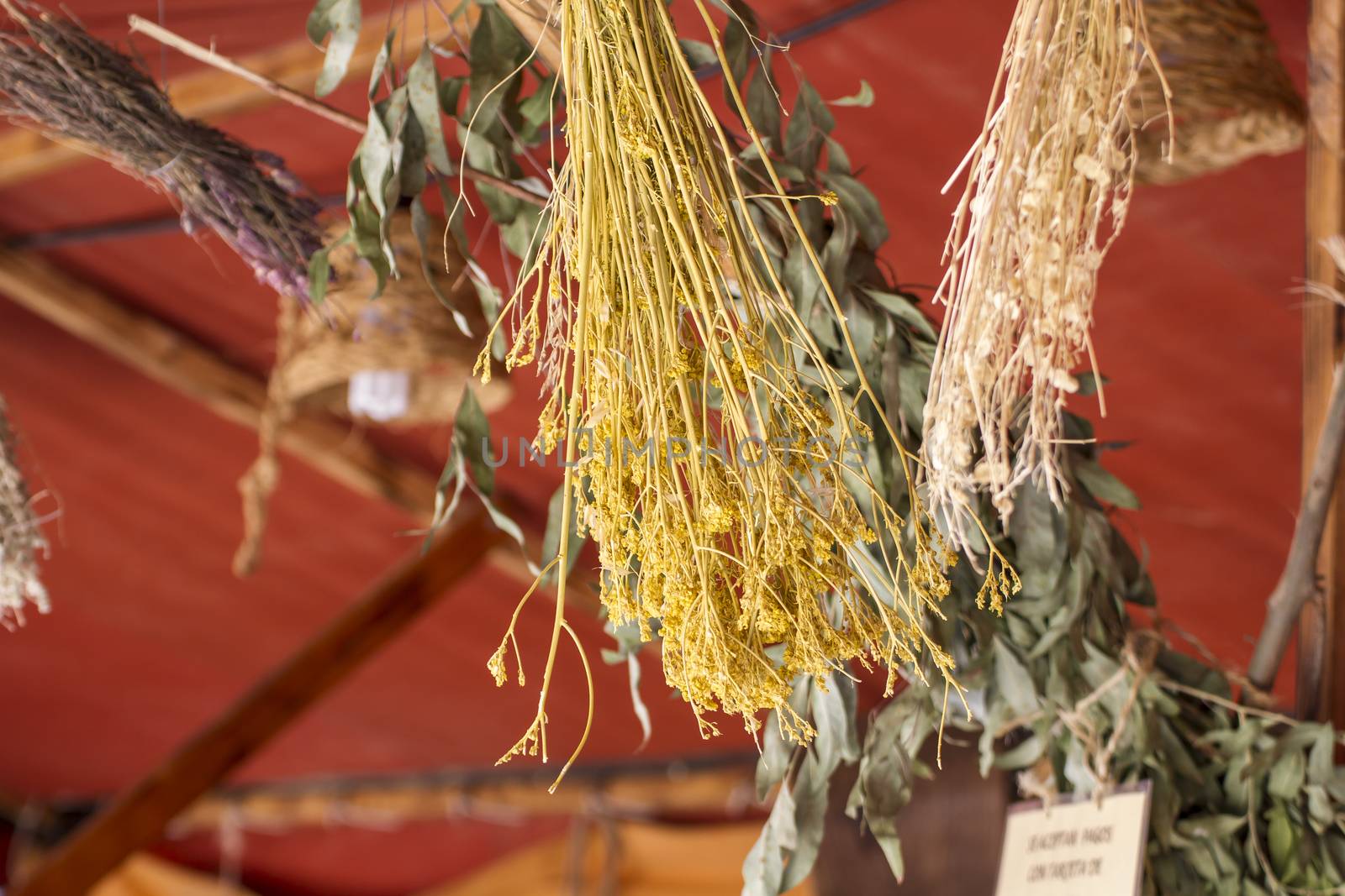 Tea, sample herbs drying in the sun by FernandoCortes