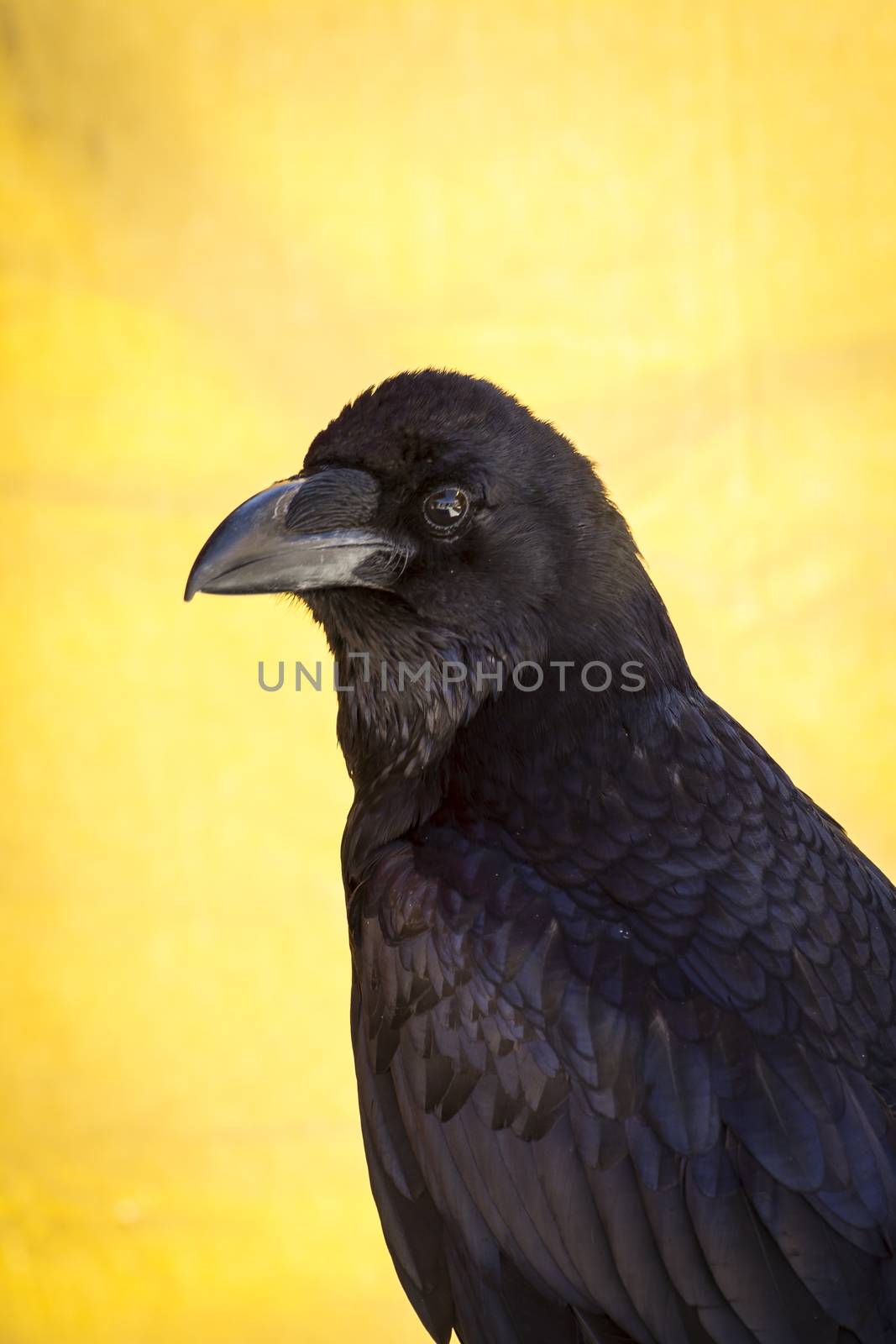 black crow in a sample of birds of prey, medieval fair by FernandoCortes