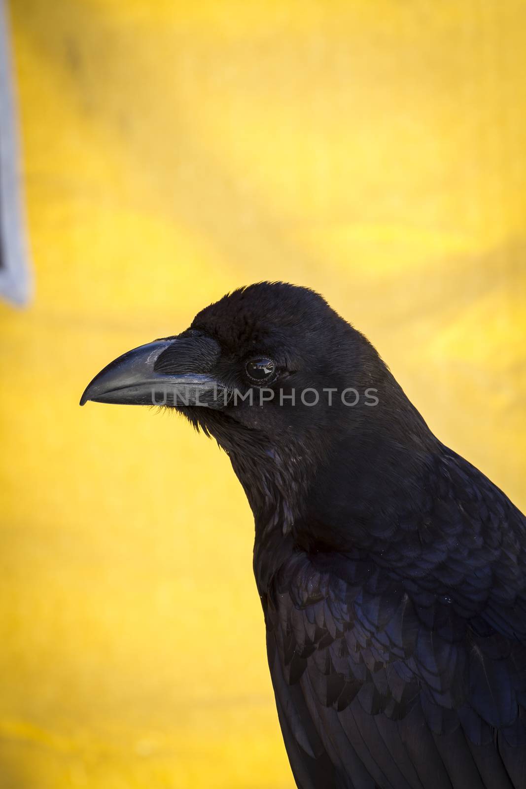Looking black crow in a sample of birds of prey, medieval fair