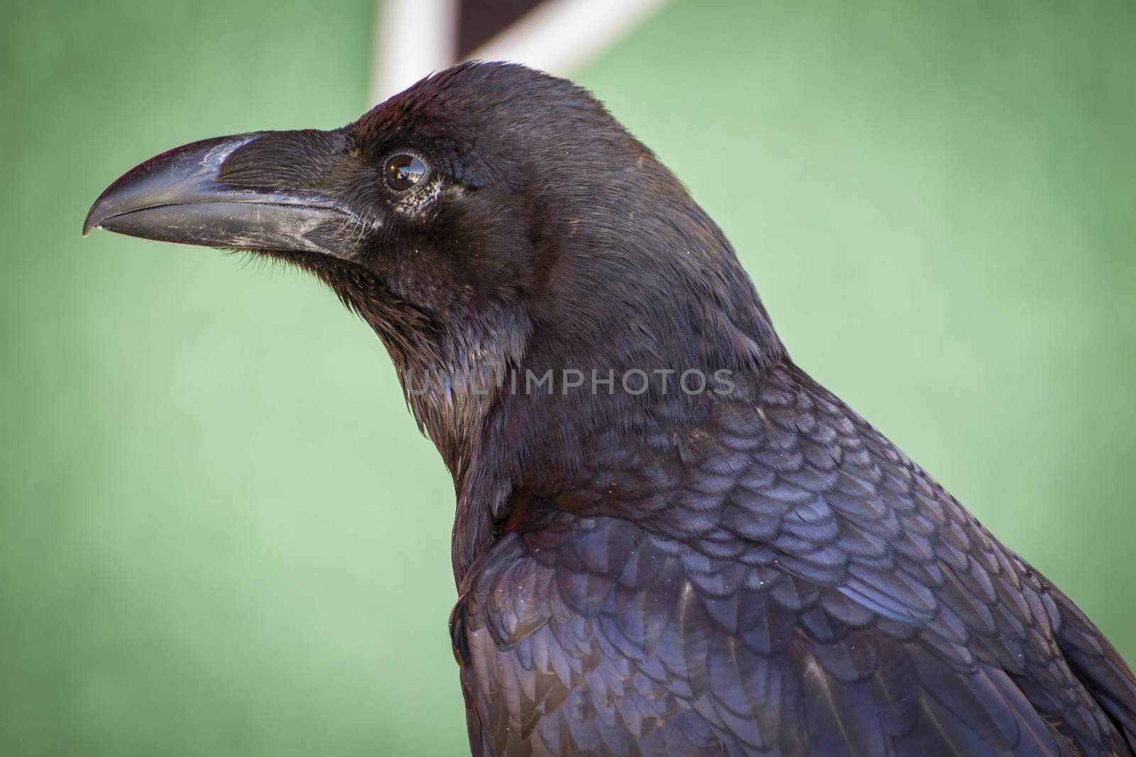 black crow in a sample of birds of prey, medieval fair by FernandoCortes