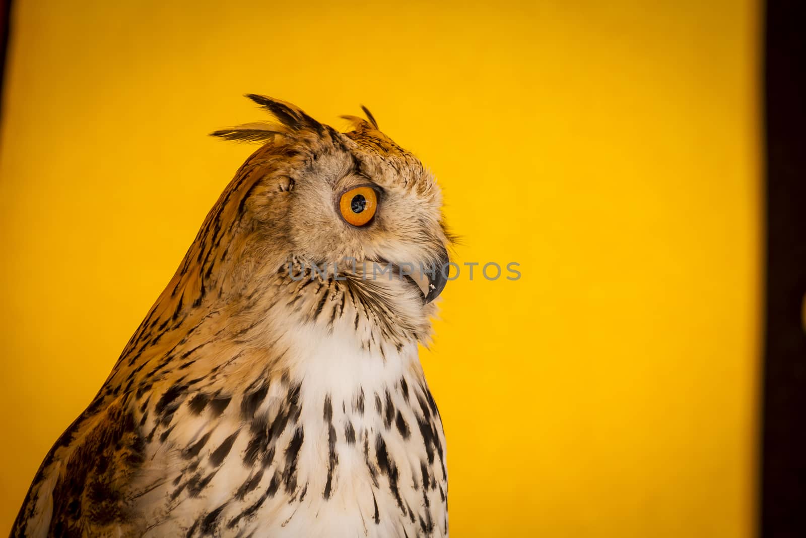 Watching eagle owl in a sample of birds of prey, medieval fair by FernandoCortes