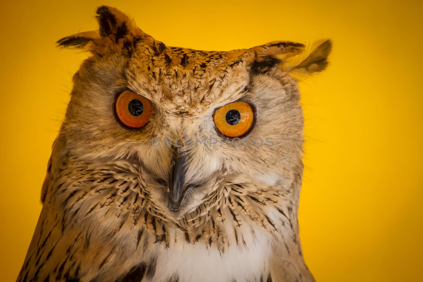 Raptor eagle owl in a sample of birds of prey, medieval fair