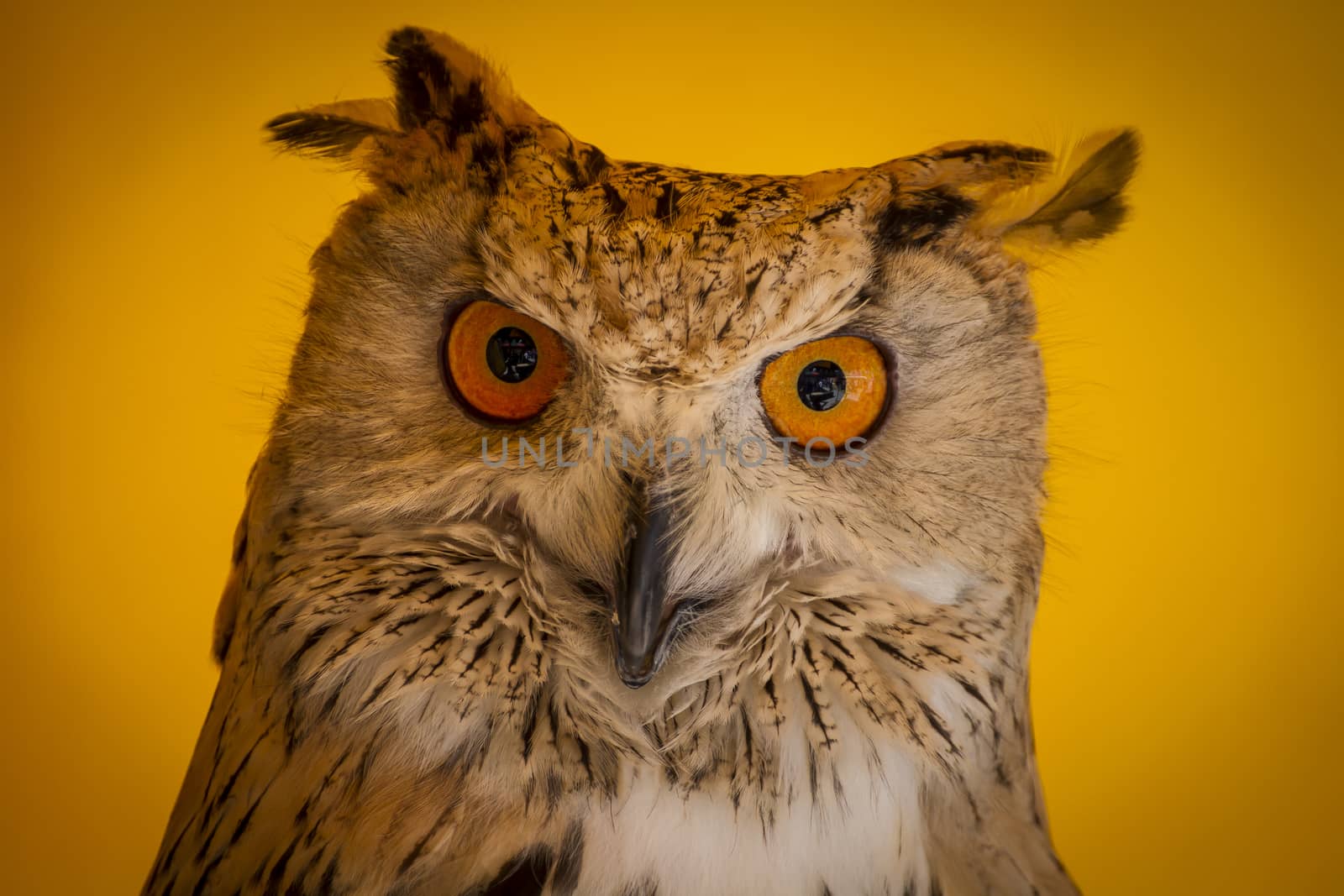 Face, eagle owl in a sample of birds of prey, medieval fair