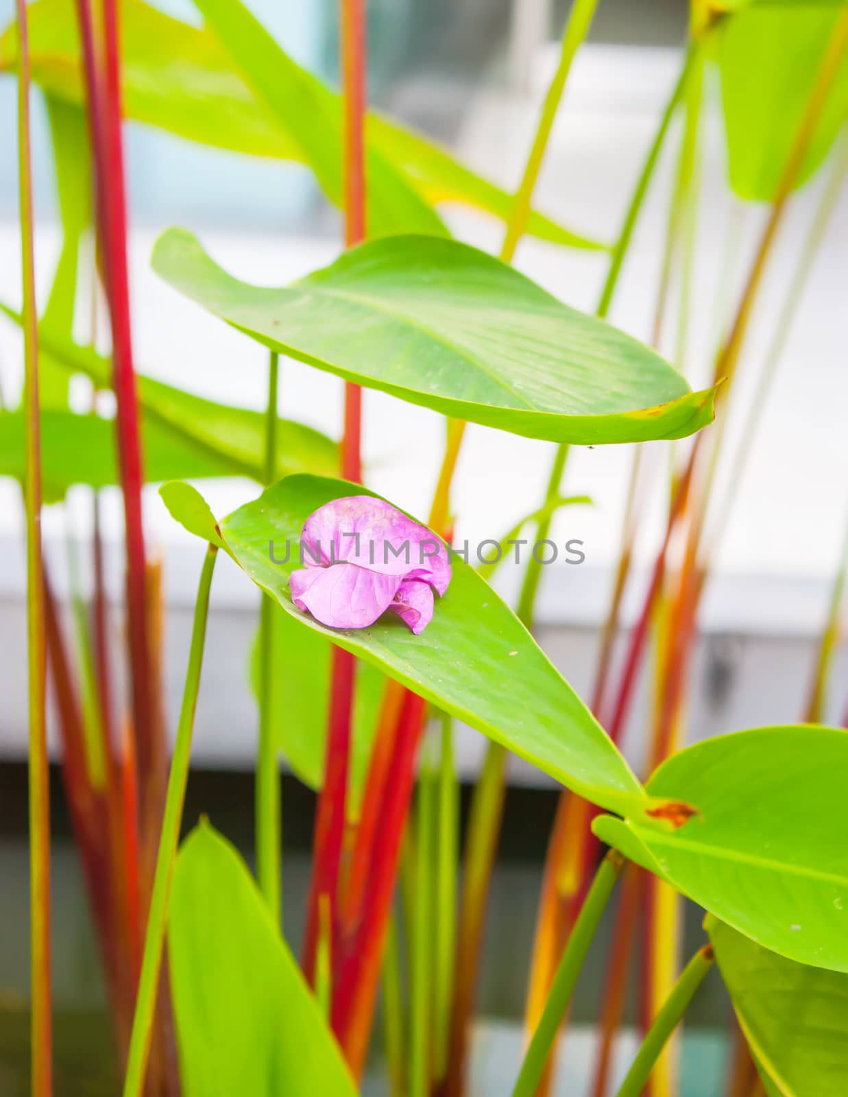 Beautiful flowers on green leaf