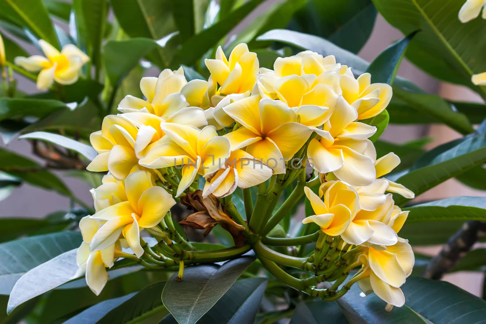 Luntom, Plumeria tree