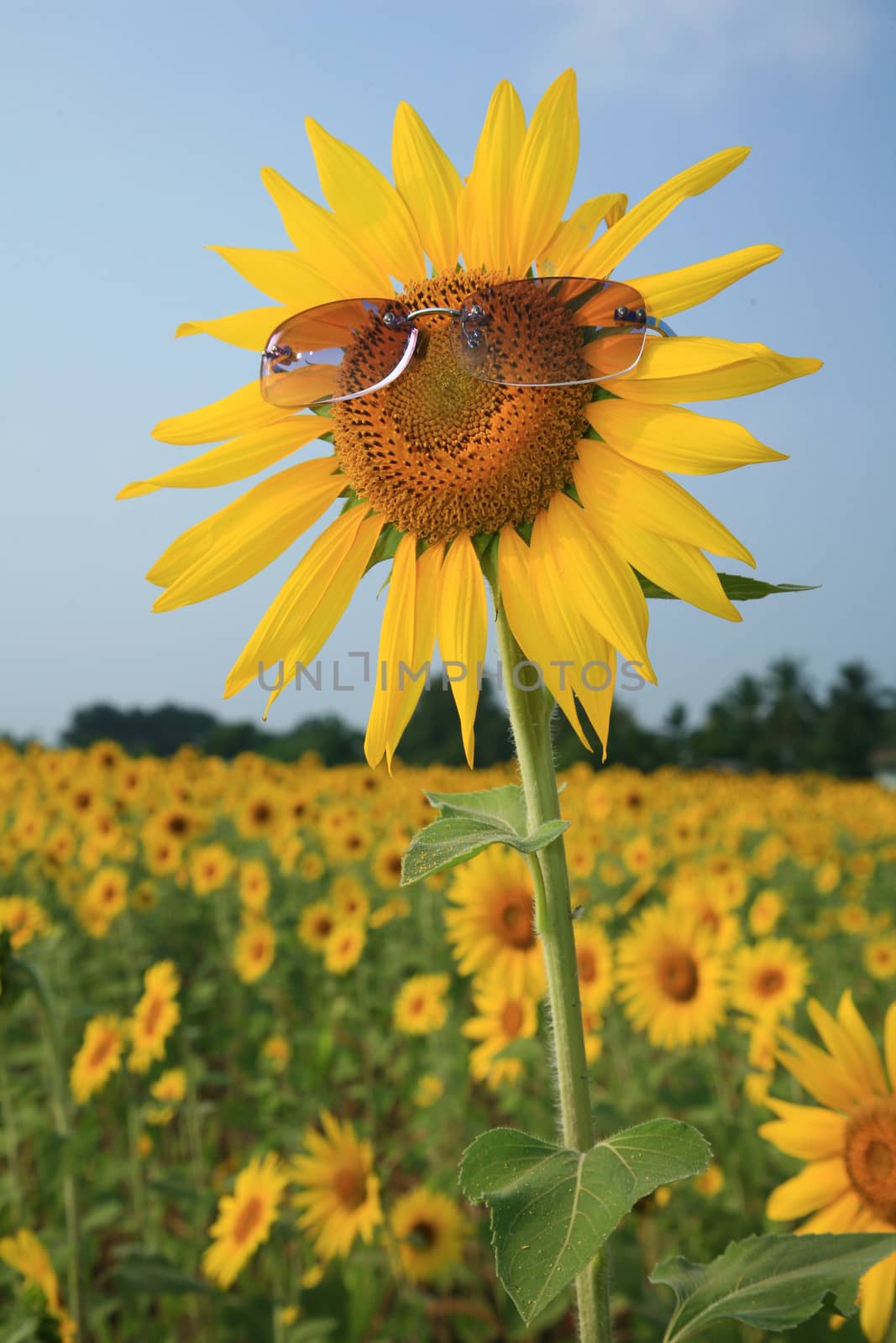 yellow sunflower in sunglasses with blue sky, Thailand.