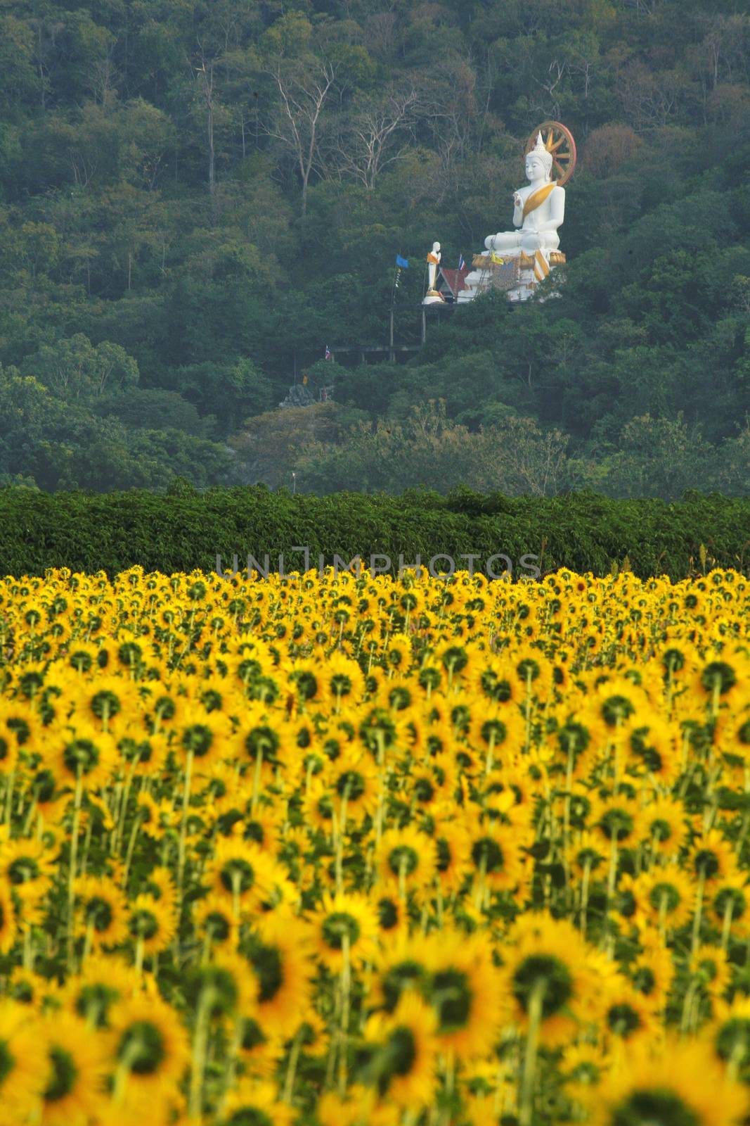 A field of sunflowers with white buddha statue, Thailand by think4photop