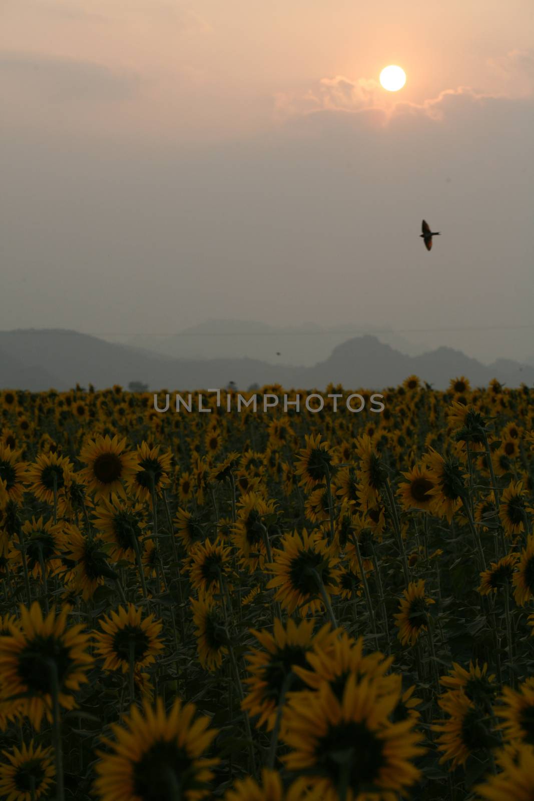 A field of sunflowers at sunset, Thailand