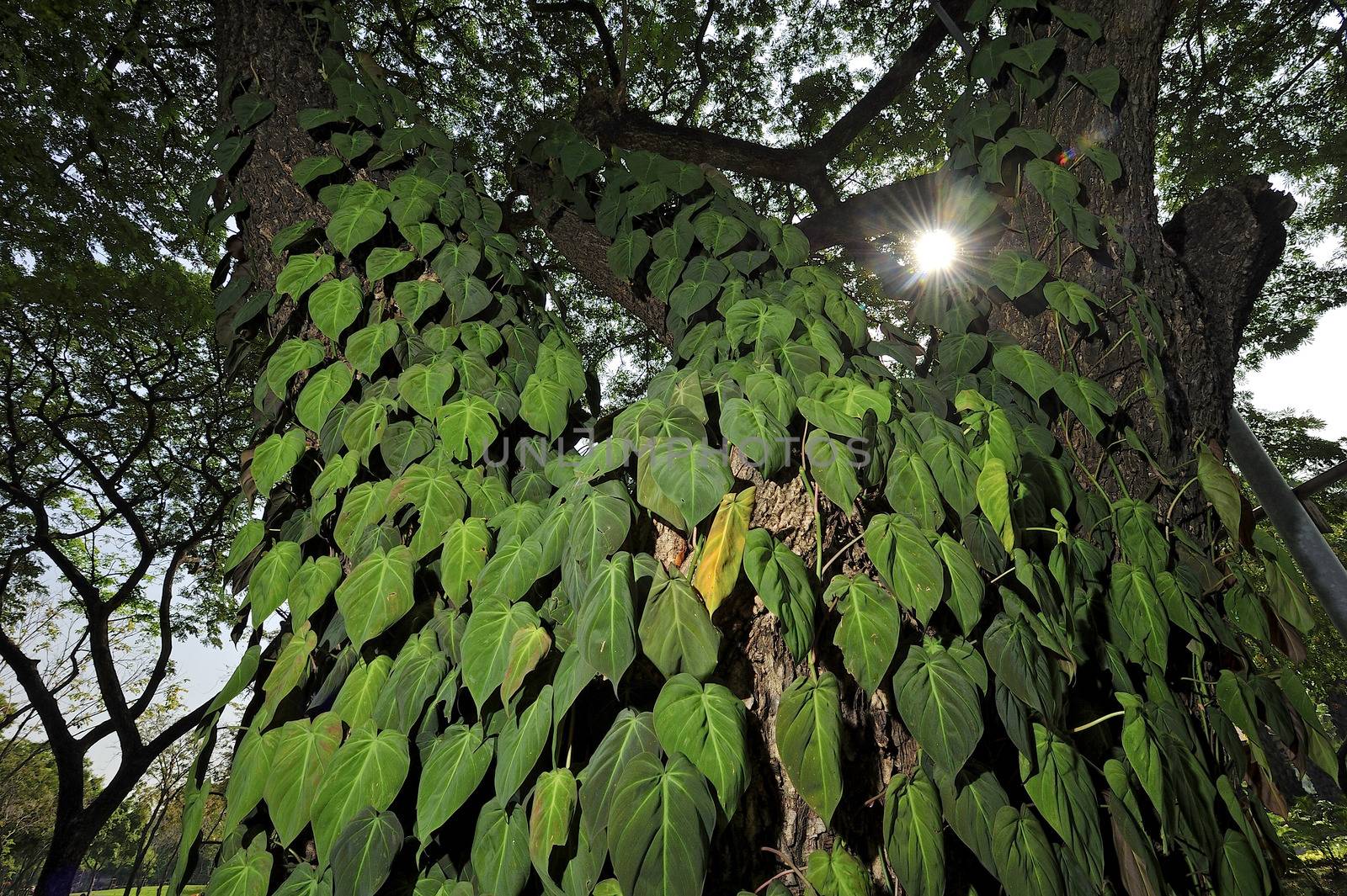 Green leaf on big tree in Suan lumpini park, Bangkok, Thailand.