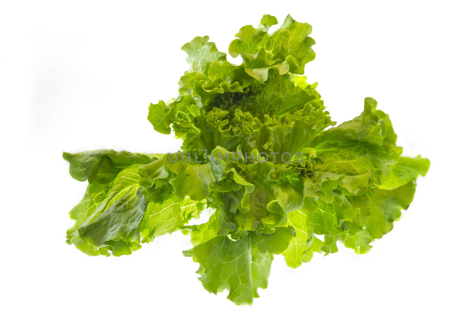 Green salad leaves isolated on a white background