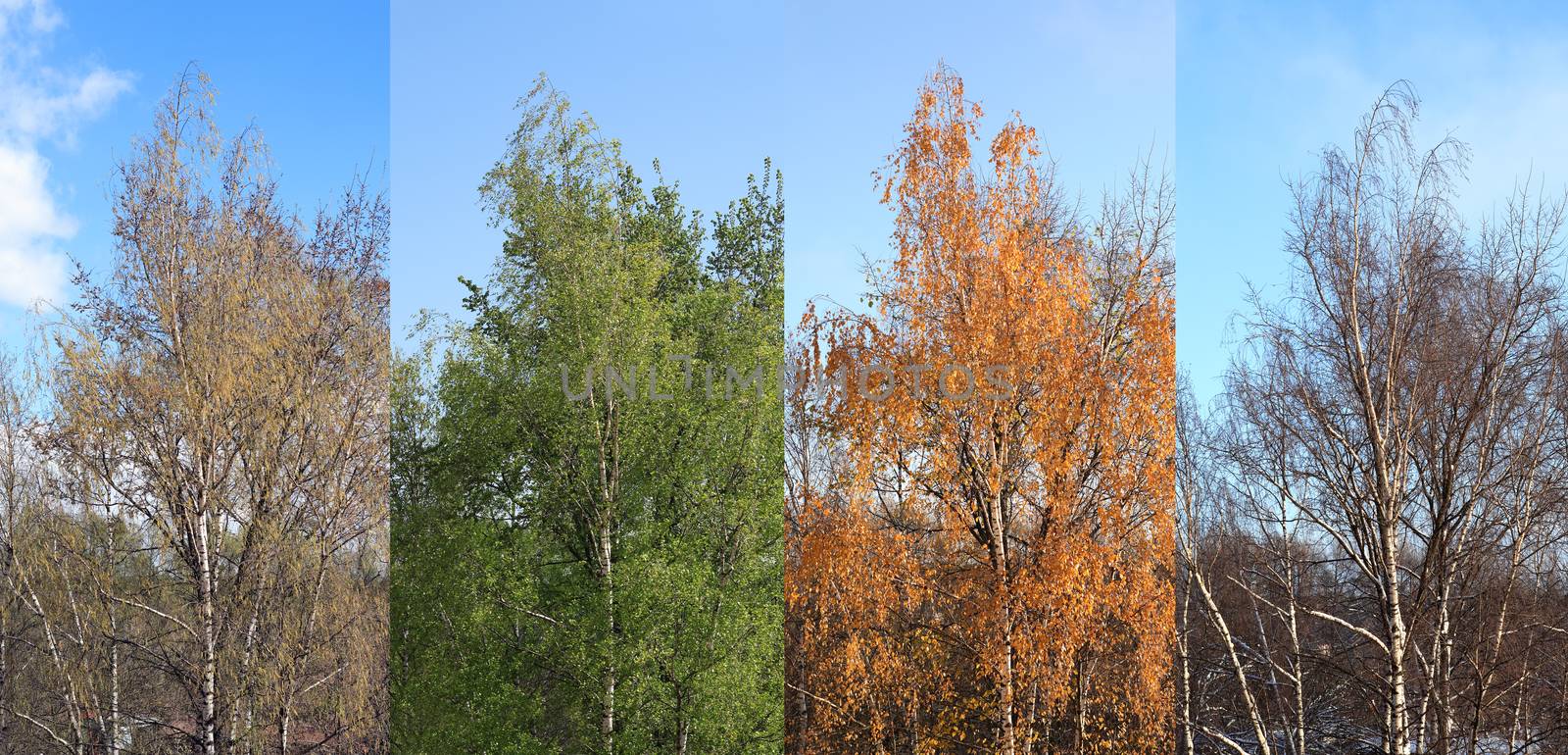 Four Seasons. One birch tree at four seasons of year