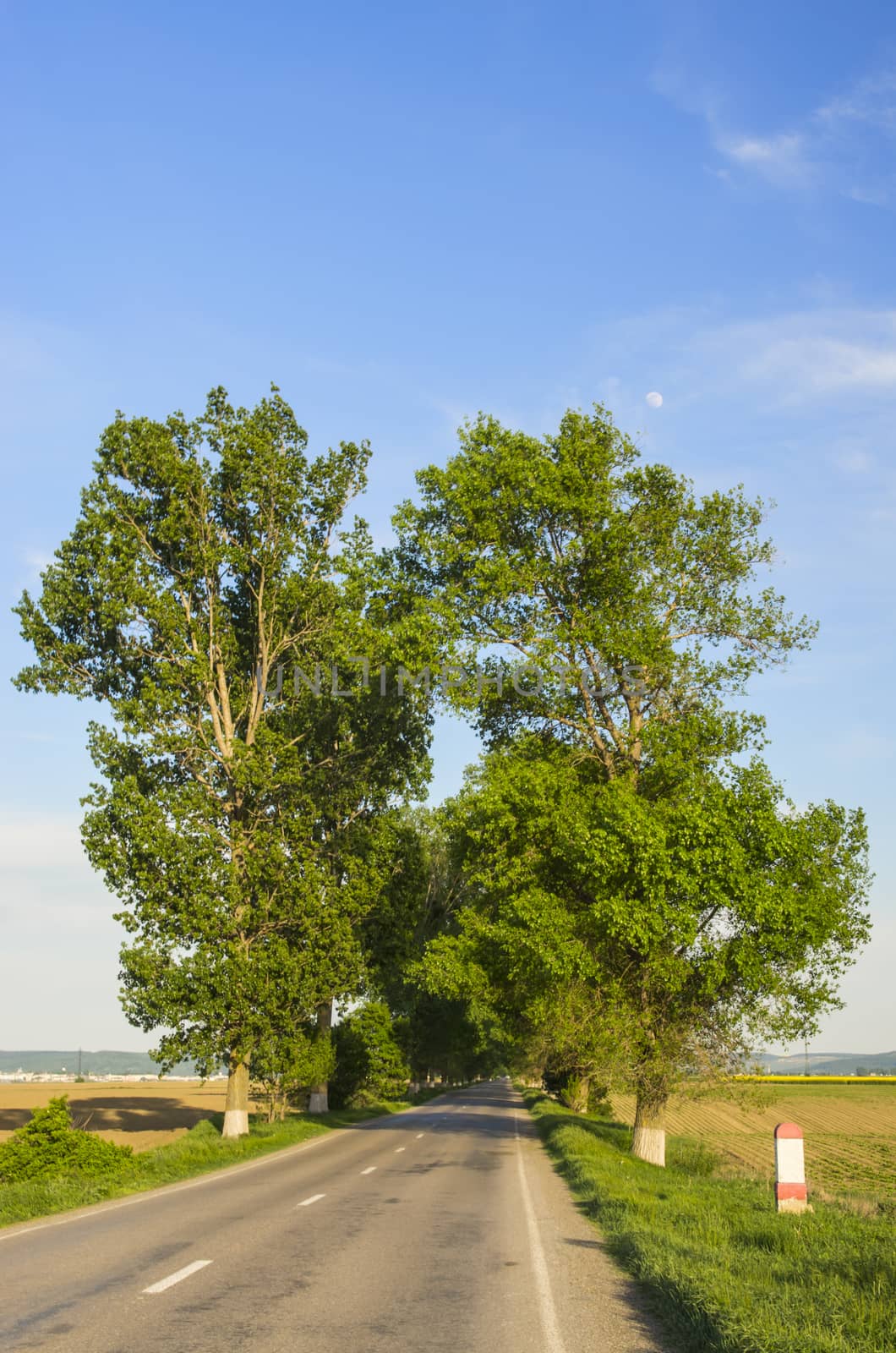 Road between poplars tree by savcoco