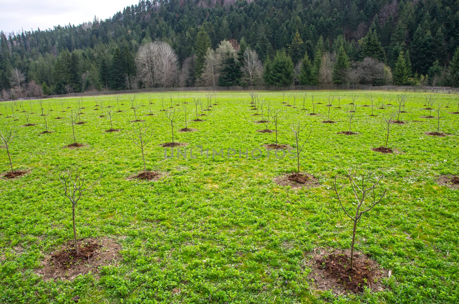 Young tree in a new apple orchard