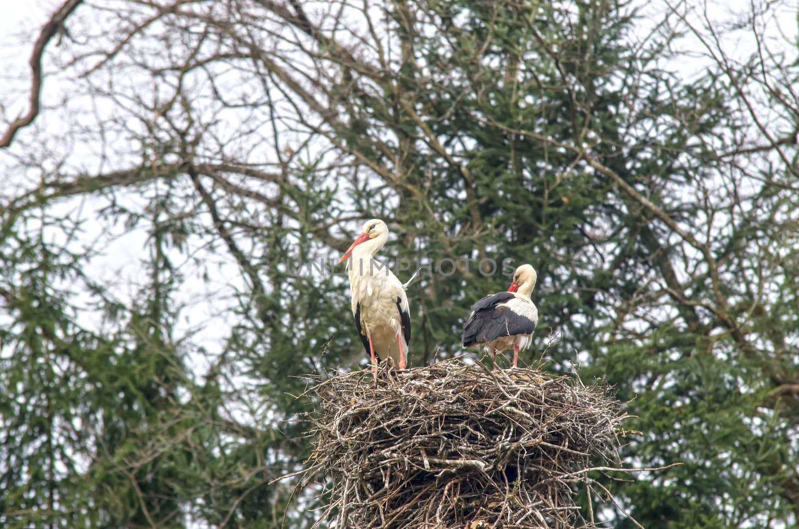 A stork family in nest, trees behind