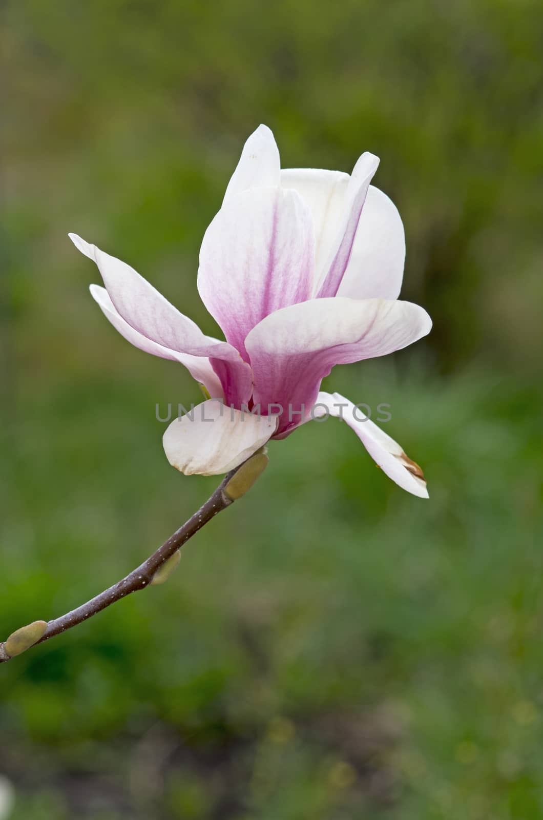 Pink magnolia blossom on the tree with blurred backgraound