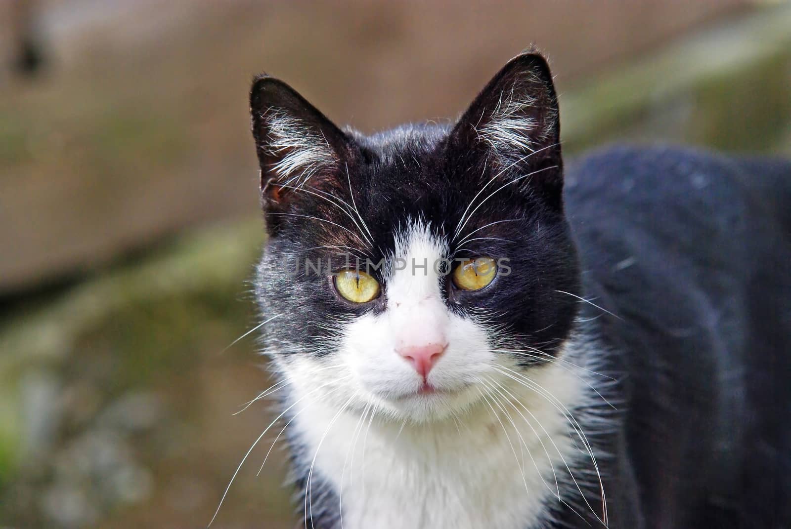 Domestic cat looking at camera, close image