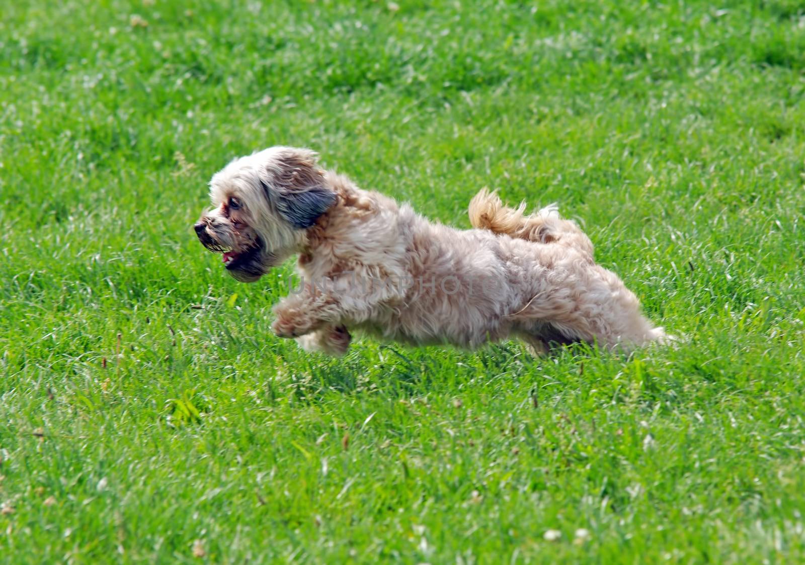 Lovely bichon dog running on the grass.