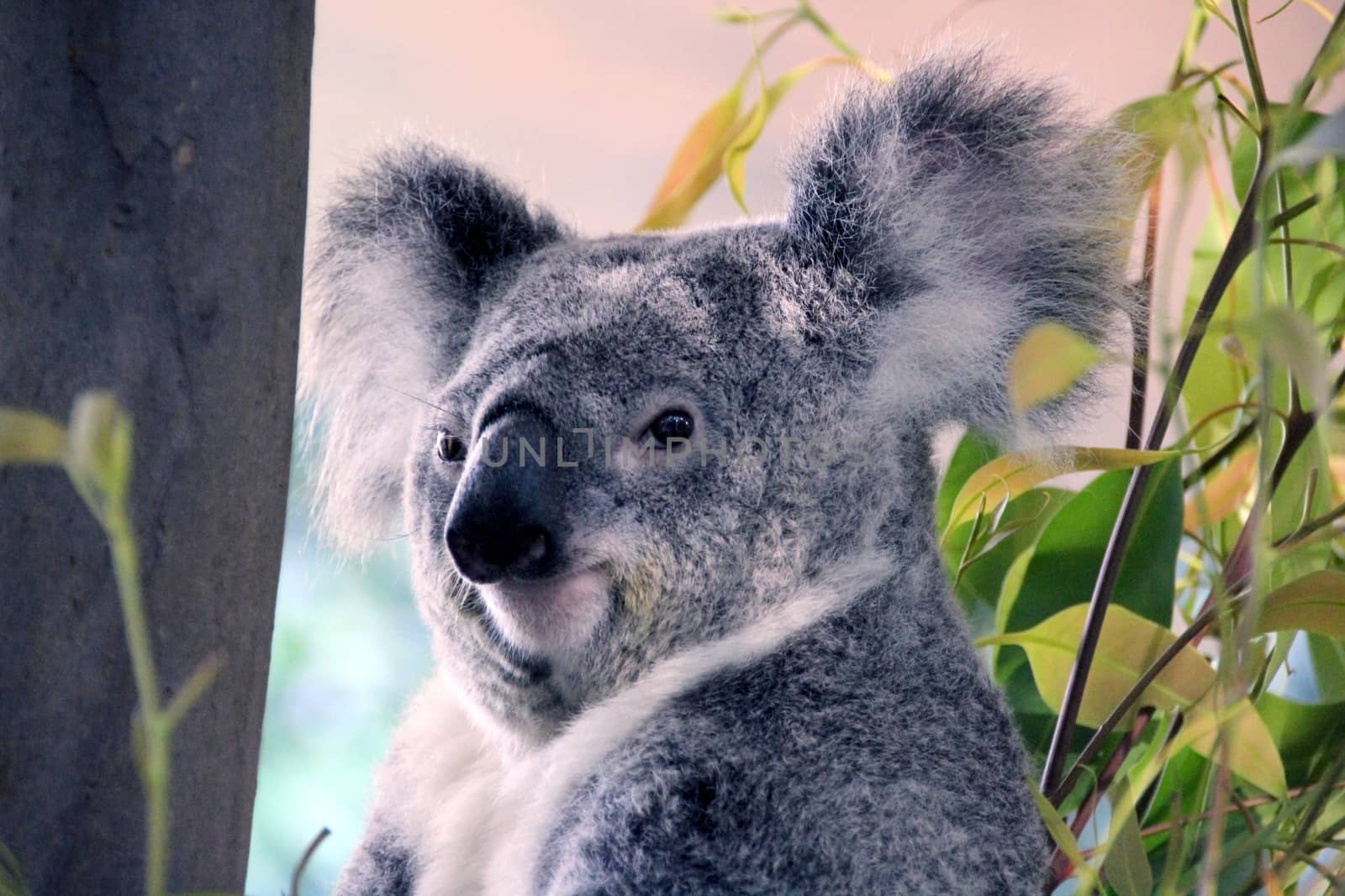 Cute and cuddly Koala bear sitting back in a gum-tree relaxing.