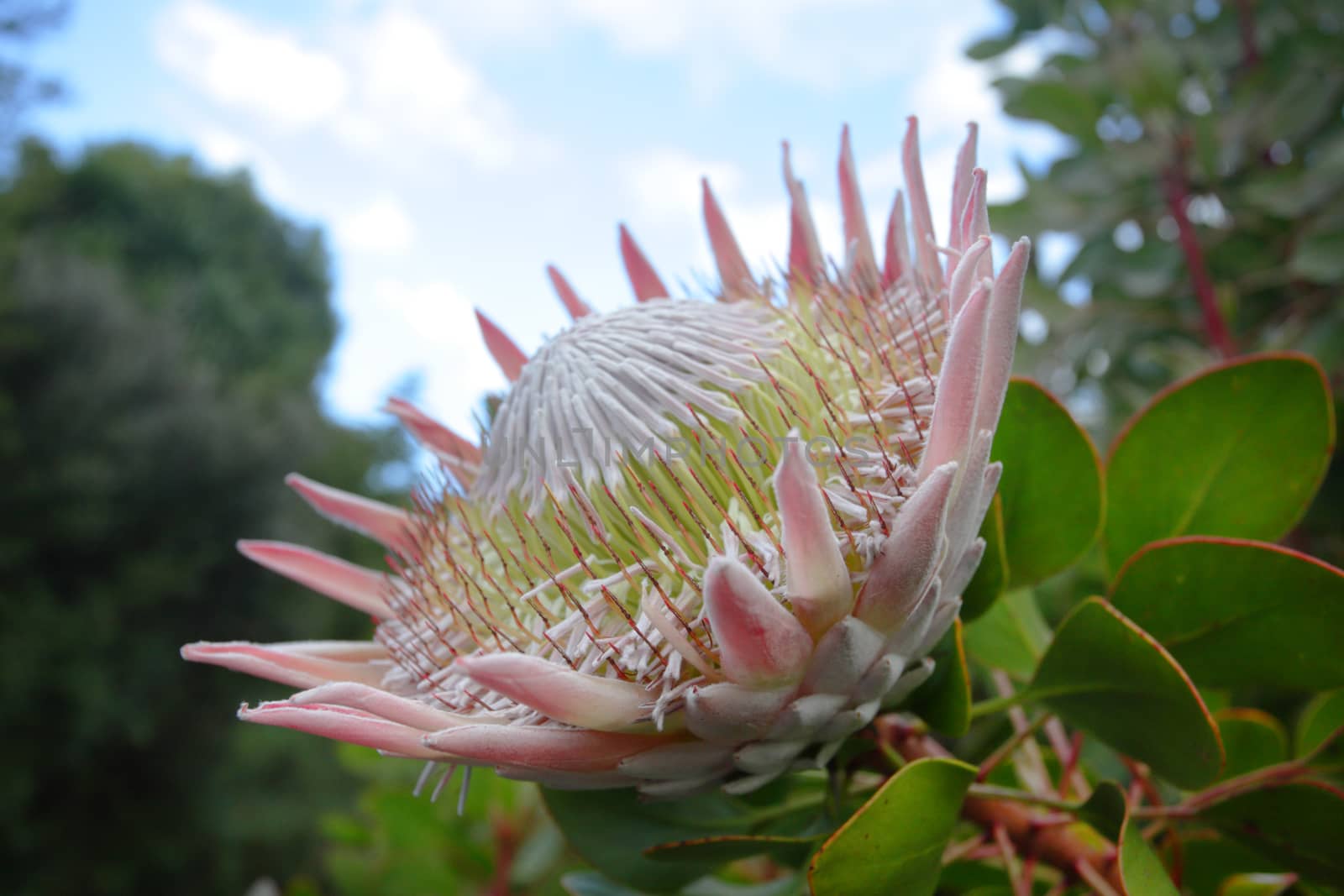 Giant King Protea in bloom, side view.   The flowerheads are around 30cm diameter, showy and great cut flower or dried flower. I also have a front view of this flower.