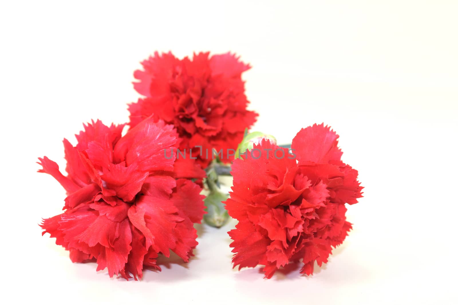 three red carnations in front of white background