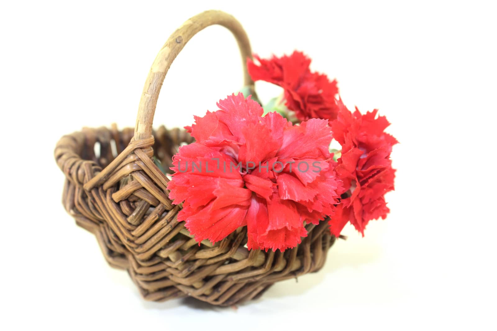 three red carnations in front of white background