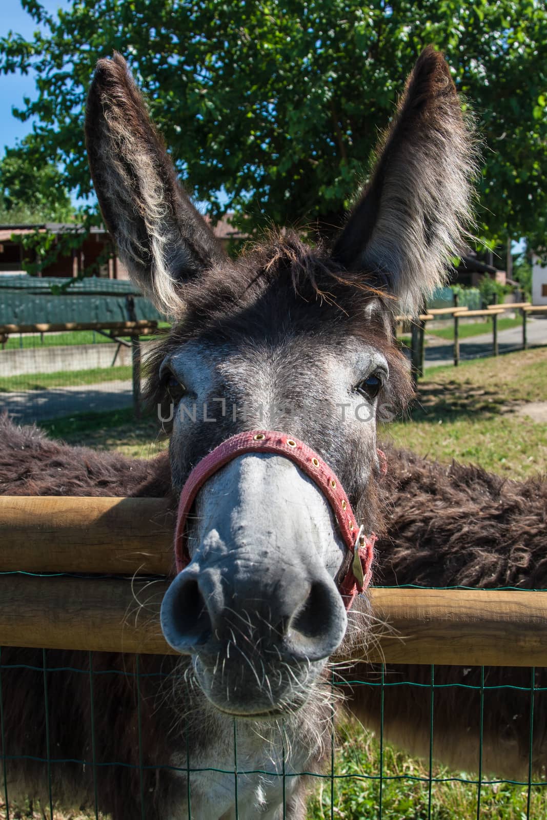 Curious donkey face looking at camera