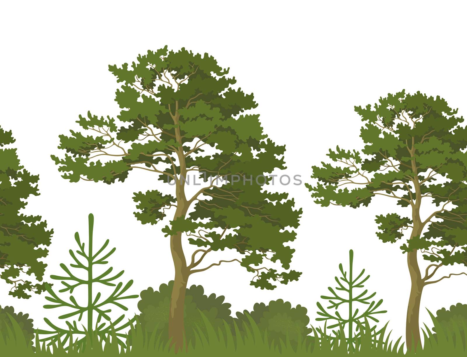 Seamless, green summer forest with pine, fir tree, grass and bush isolated on white background.