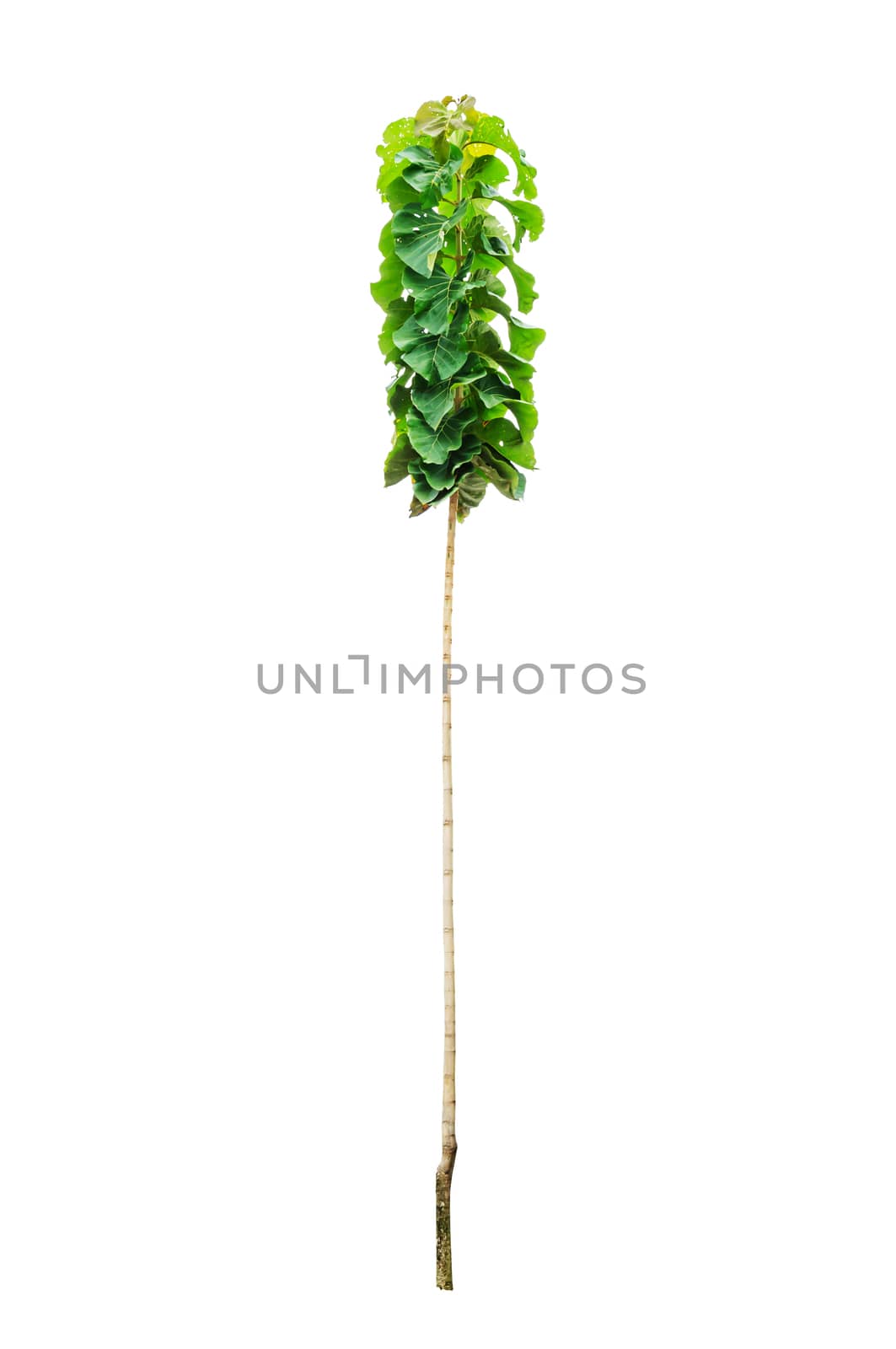 Young teak tree isolated on white background