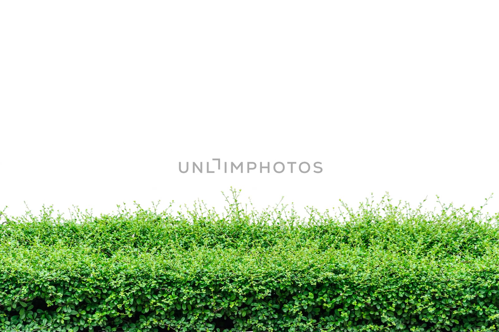 Bushes fence by NuwatPhoto
