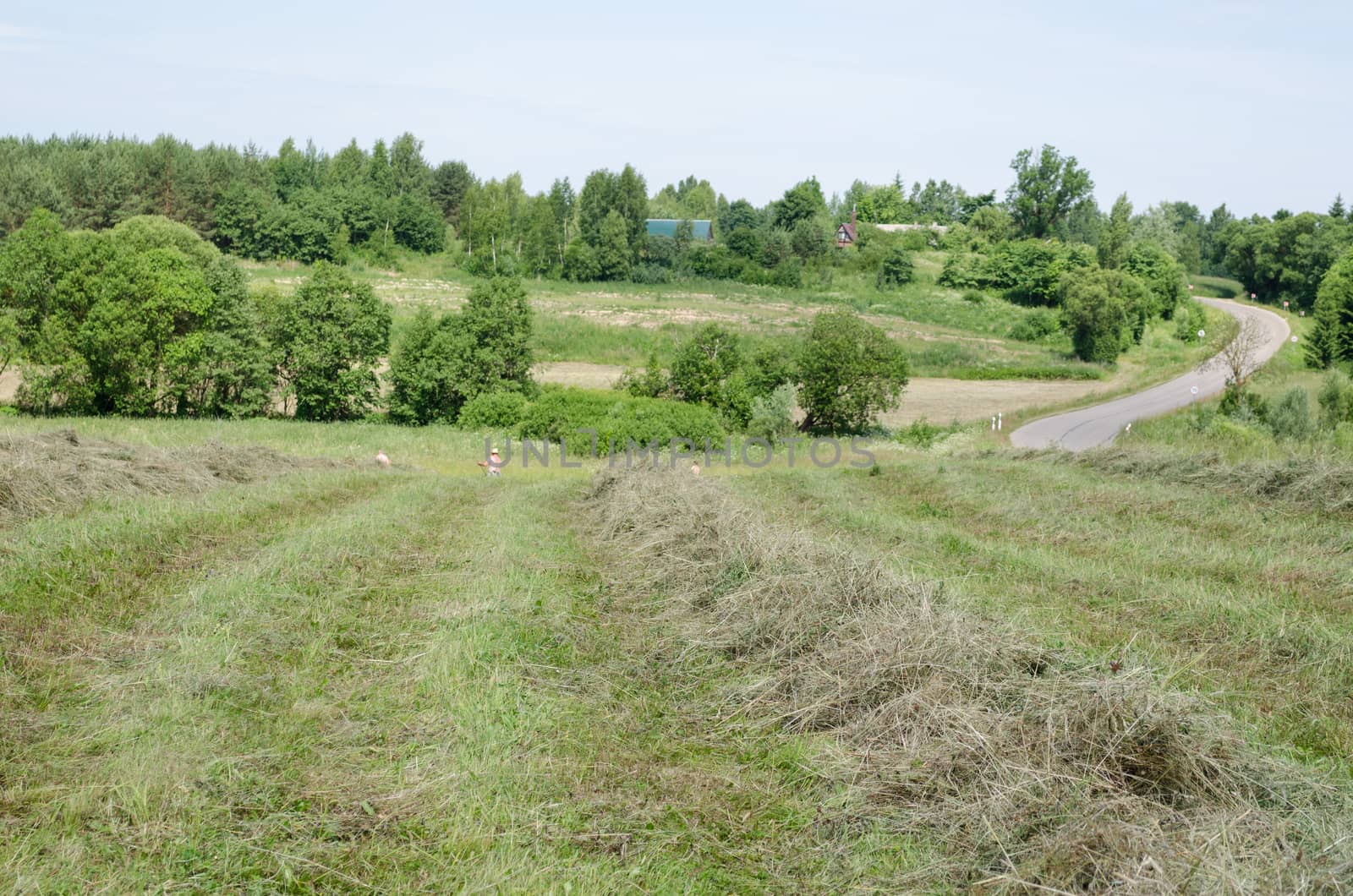 farmer peasant rake dry hay grass in rural field by sauletas