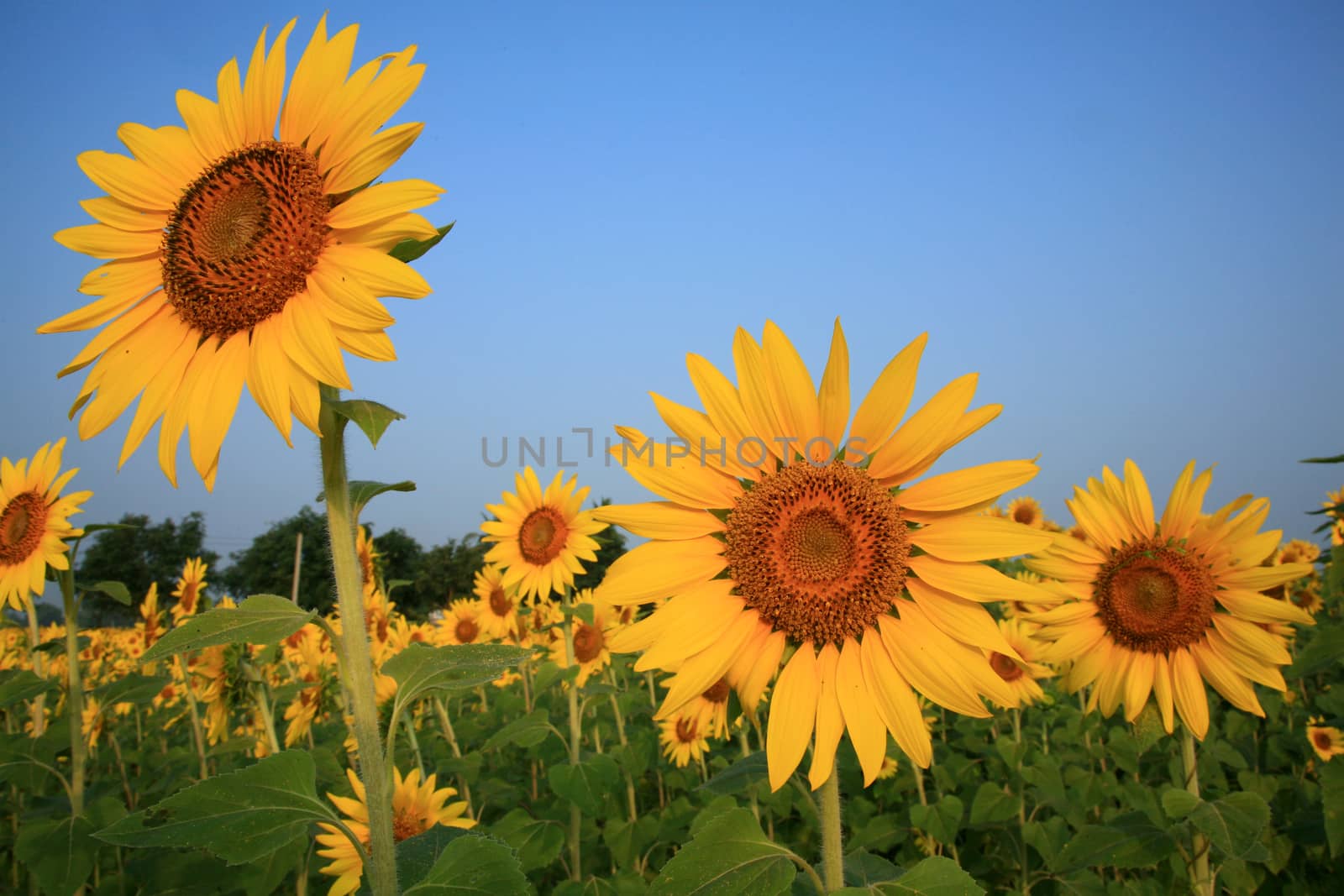 A field of sunflowers, Thailand by think4photop