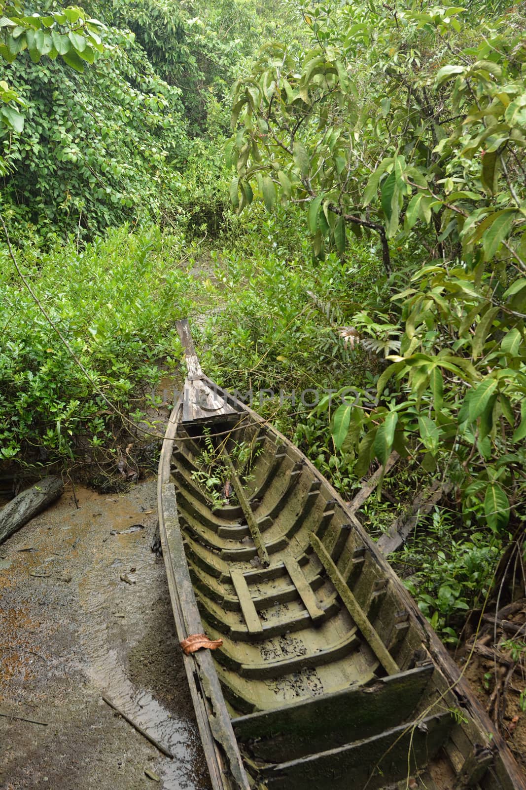 the old boat in mangroves forest, Krabi, Thailand.