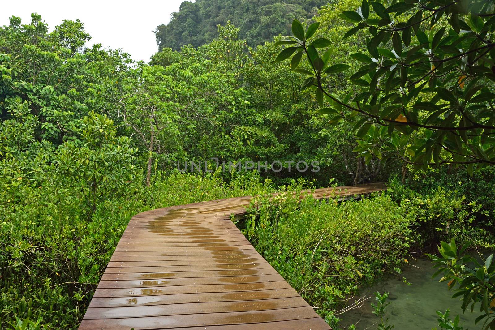 Tha pom nature trail and Crystal stream, Krabi, Thailand