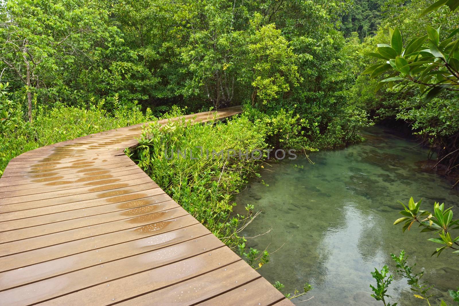 Tha pom nature trail and Crystal stream, Krabi, Thailand by think4photop