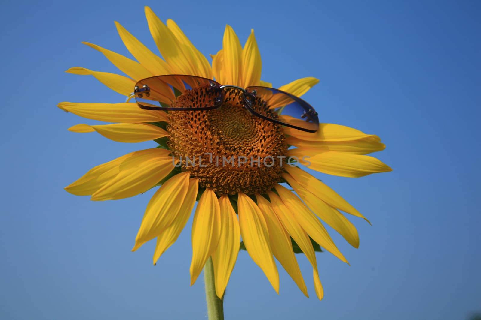 yellow sunflower in sunglasses with blue sky, Thailand. by think4photop