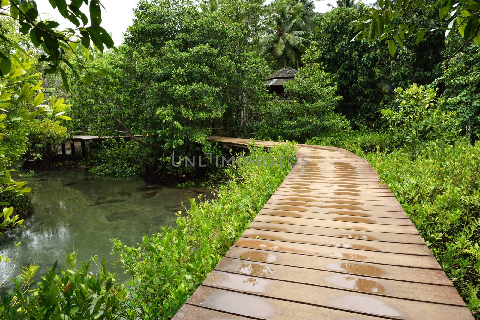 Tha pom nature trail and Crystal stream, Krabi, Thailand by think4photop