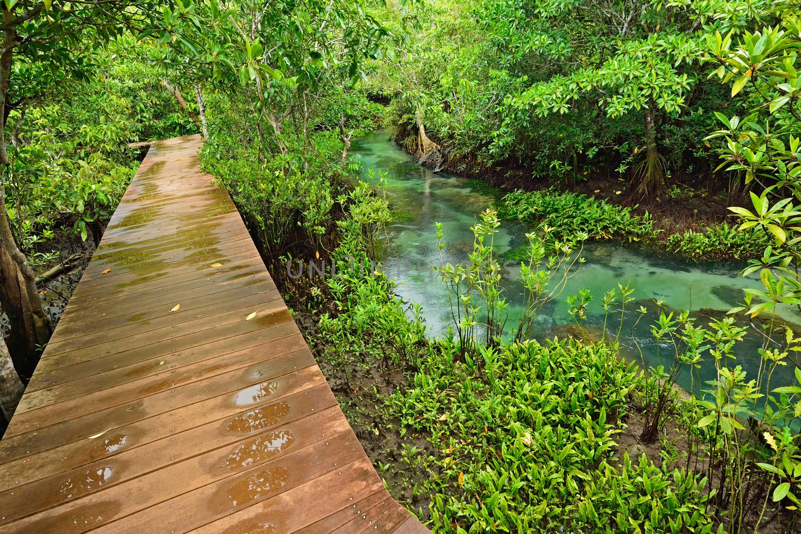 Tha pom nature trail and Crystal stream, Krabi, Thailand by think4photop