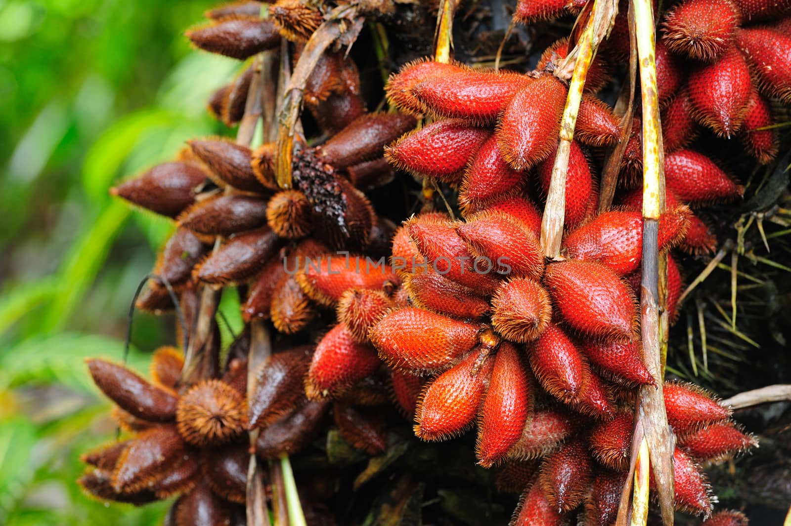 Salak fruit