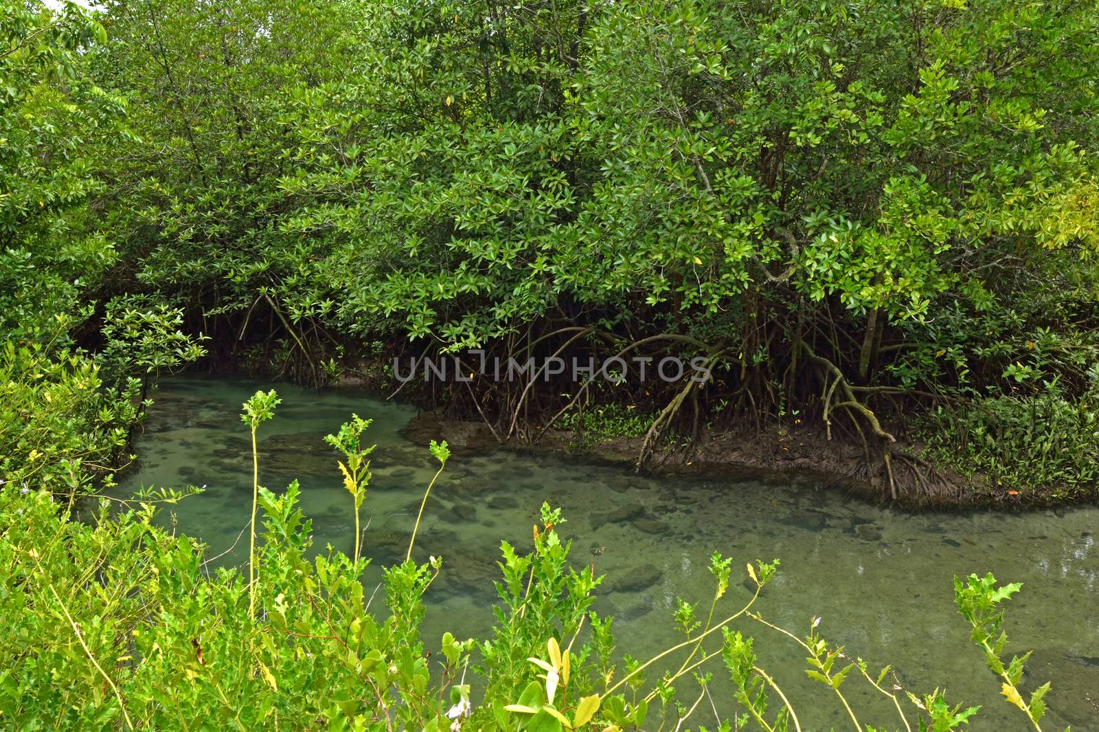 Tha pom nature trail and Crystal stream, Krabi, Thailand