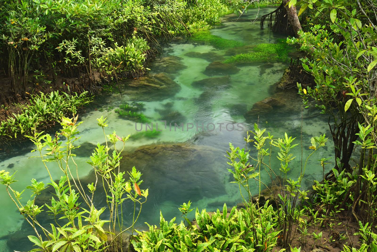 Tha pom nature trail and Crystal stream, Krabi, Thailand by think4photop