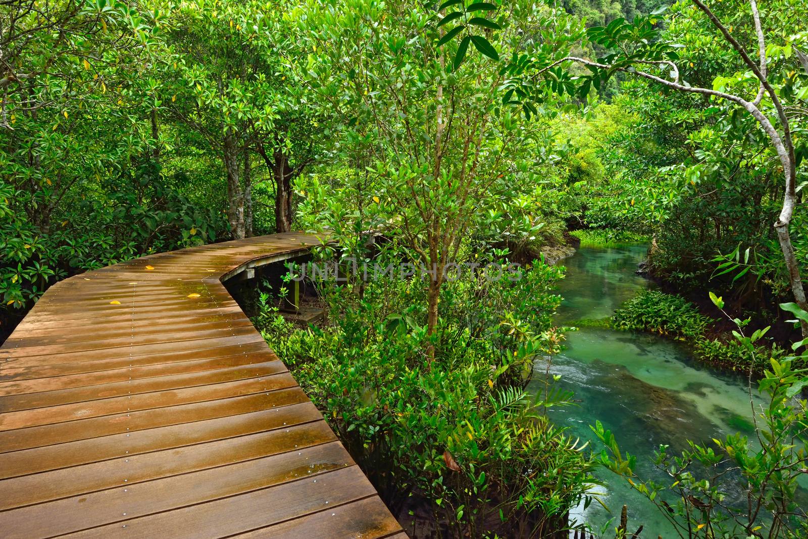 Tha pom nature trail and Crystal stream, Krabi, Thailand