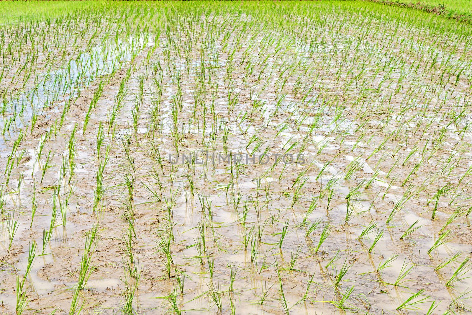 Paddy fields in northern part of Thailand