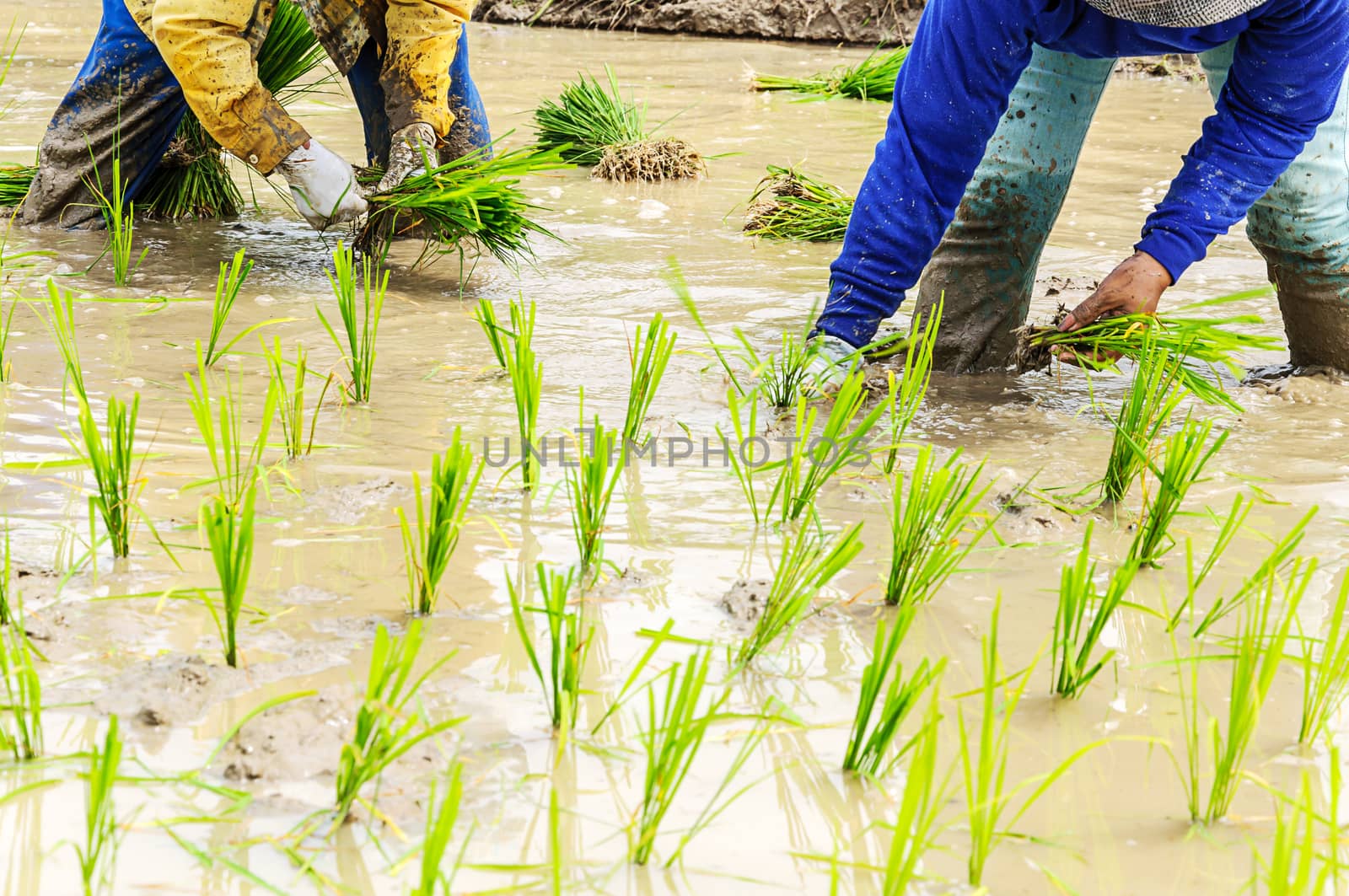 Rice seedling transplanting  by NuwatPhoto