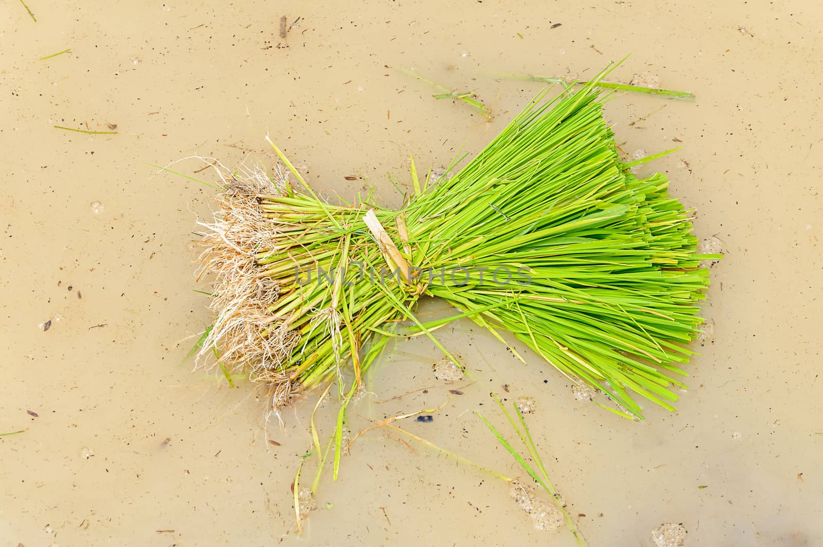 A rice seedlings by NuwatPhoto