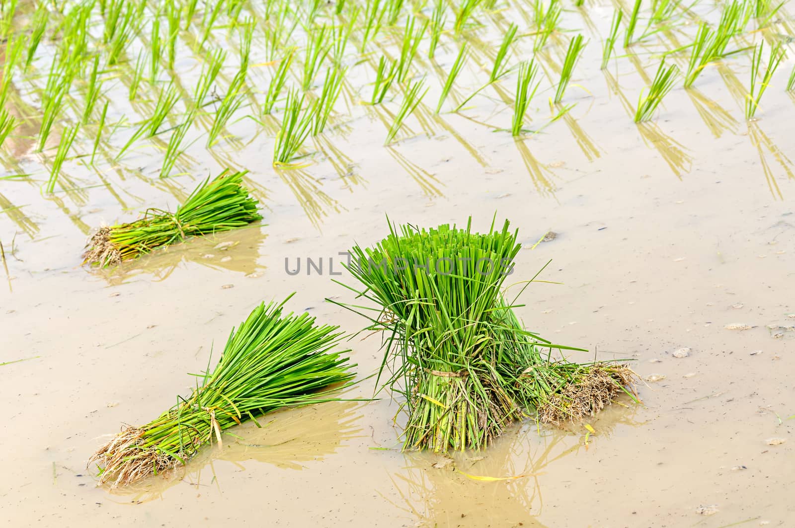 A rice seedlings for planting in northern part of Thailand