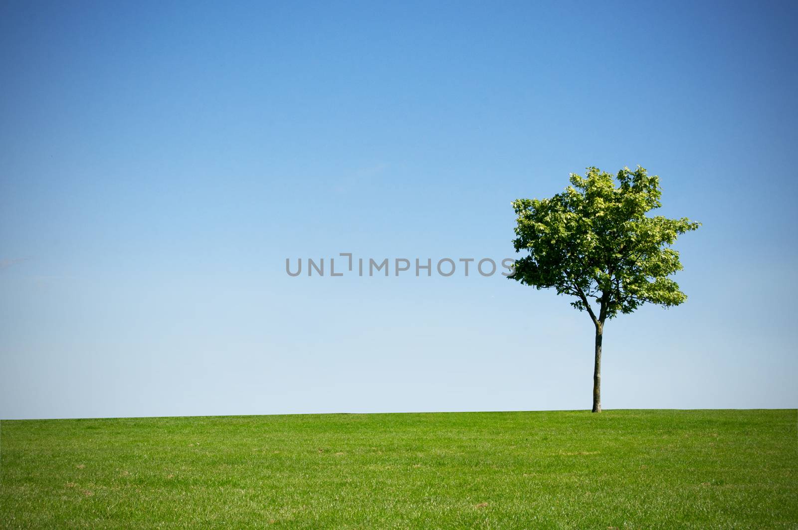 Small tree on grass with blue sky on a clear day